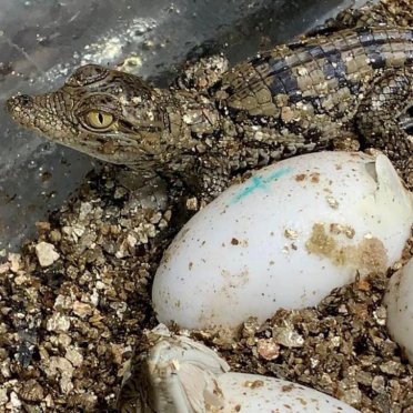 19h30 RTS du 21 mai 2022, la naissance des crocodiles à Aquatis