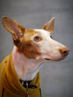 Chibi.                Animatrice