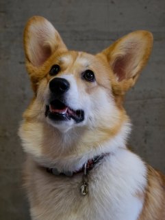 Tsuki              Animatrice